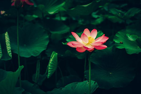 二十四节气之大暑的习俗有哪些