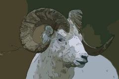 1979年几月出生的羊好,79年属羊哪月出生最好