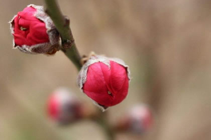 要想增强桃花运在风水上要注意什么是什么意思？