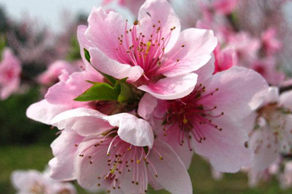揭秘风水学里的五大招桃花之术是什么意思？