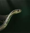 梦见杀蛇有什么意义？对我们的生活有什么影响吗？