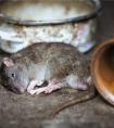 梦见死老鼠有什么寓意？是否会带来不好的影响？