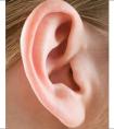 关于耳相的看法 你们有了解过吗