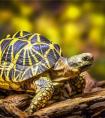 梦见乌龟是什么意思？是不是好的征兆呢？