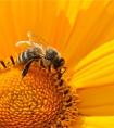 梦见蜜蜂预兆着什么呢？