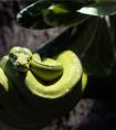 女人梦见蛇有几种涵义？是吉祥的预兆吗？