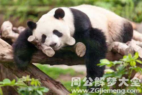梦见和熊猫睡觉是什么意思？