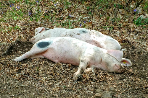 梦见死母猪肉是什么意思？