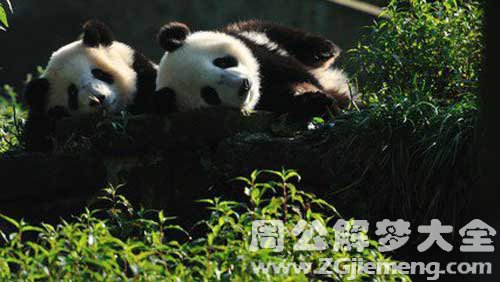 梦见被熊猫袭击是什么意思？