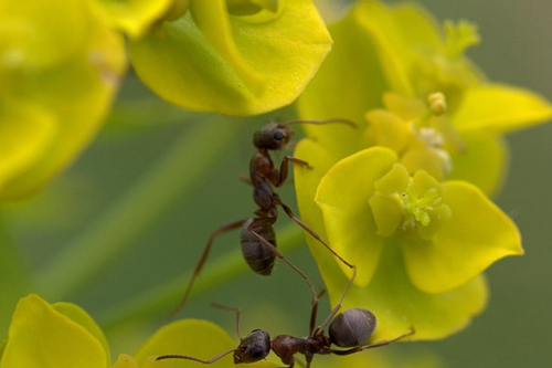 梦见成群的蚂蚁成群行是什么意思？