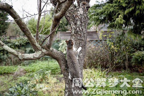 梦见野猫爬树是什么意思？