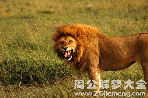 梦见女人梦见狮子是什么意思？