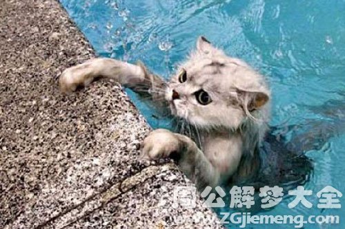 梦见猫掉水里了是什么意思？