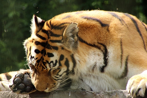 梦见老虎把自己吃掉是什么意思？