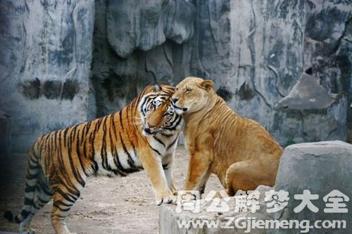 梦见老虎狮子一起出现是什么意思？
