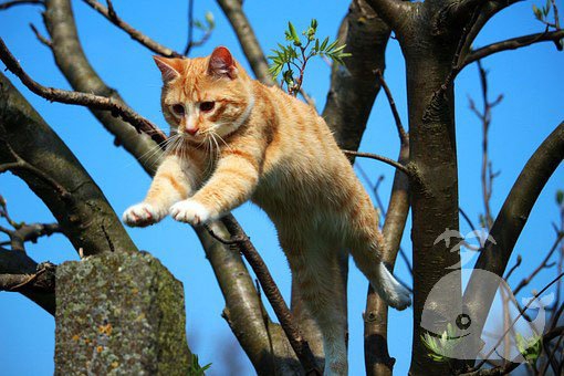 梦见死猫挂在树上是什么意思？