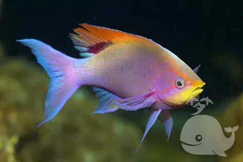 梦见钓到彩色的鱼是什么意思？