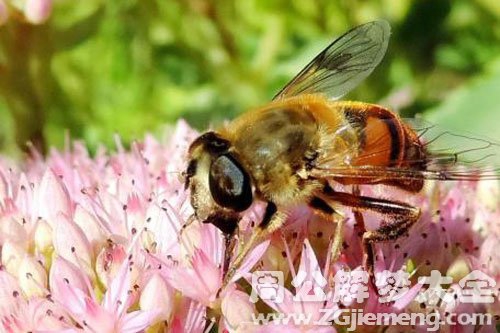 梦见蜜蜂成群是什么意思？