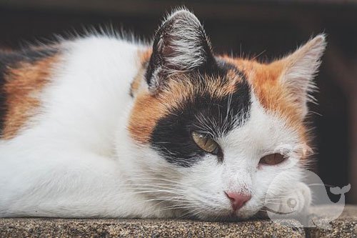 梦见猫血流不止是什么意思？