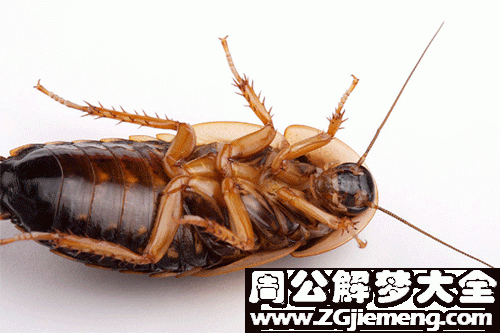 梦见杀死蟑螂是什么意思？