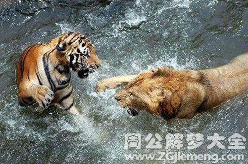 梦见老虎狮子打架是什么意思？