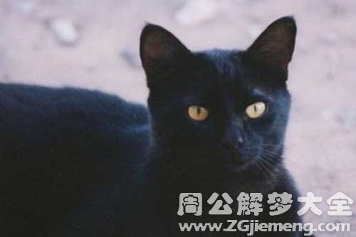 梦见抓黑猫是什么意思？