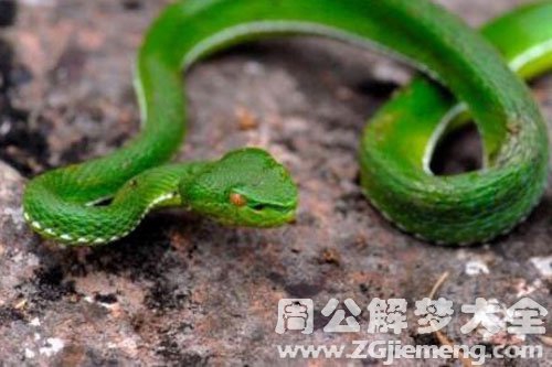 梦见绿色小蛇是什么意思？