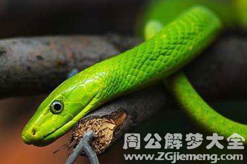 梦见一条小绿蛇是什么意思？