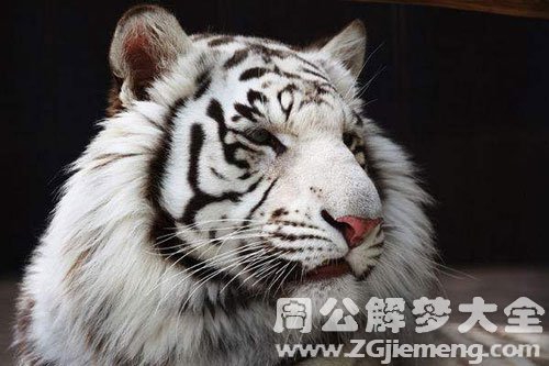 做梦梦见白色的老虎是什么意思？