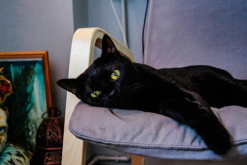 梦见做梦梦见黑猫是什么意思？
