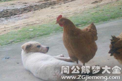 梦见鸡和狗打架是什么意思？
