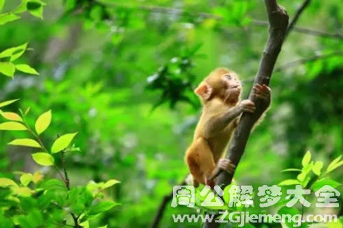 梦见白猴子爬树是什么意思？