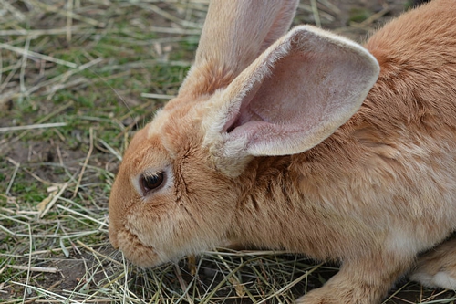 梦见繁殖很多小兔子是什么意思？