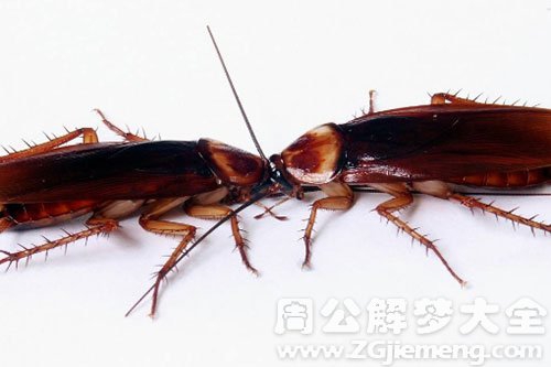 梦见身上有蟑螂是什么意思？
