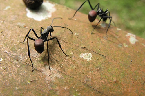 梦见蚂蚁进血管是什么意思？