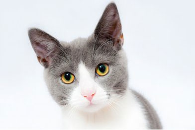 梦见灰色的波斯猫是什么意思？