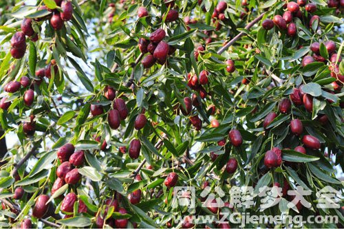 梦见红枣树上结满果实是什么意思？