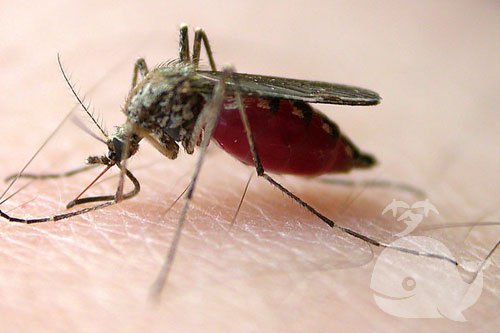 梦见蚊子咬出血是什么意思？