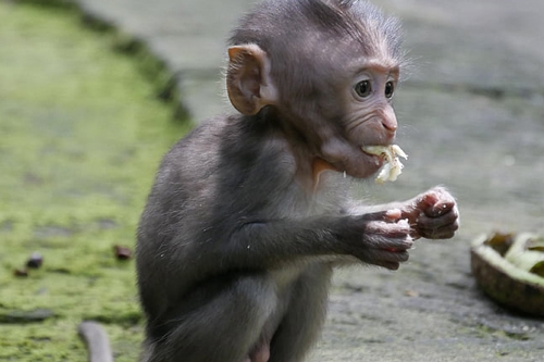 梦见小猴子吃东西是什么意思？