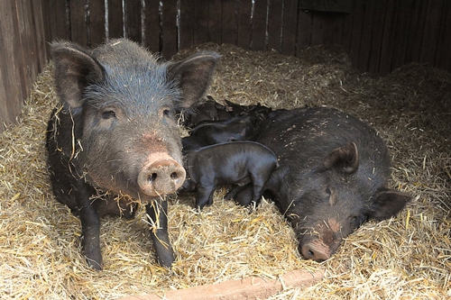 梦见一头母猪带好多小猪是什么意思？