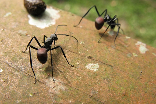 梦见给蚂蚁浇水消灭是什么意思？