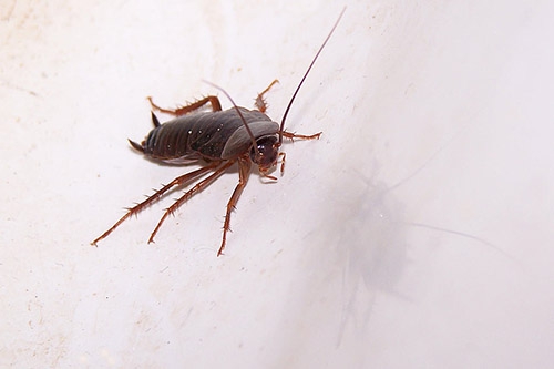 梦见蟑螂爬到身上是什么意思？