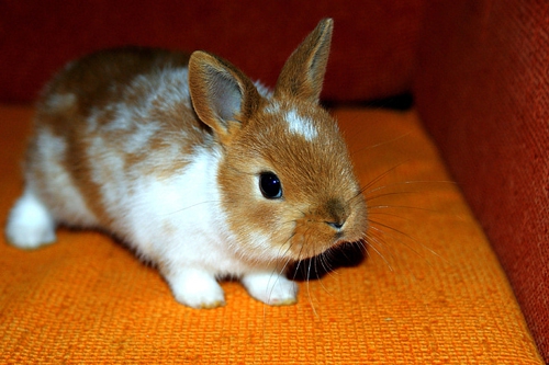梦见田里有兔子是什么意思？