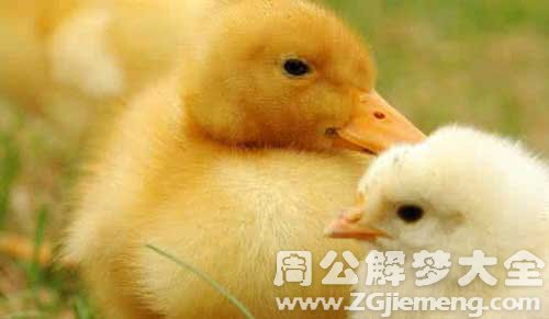 梦见小鸡和小鸭是什么意思？