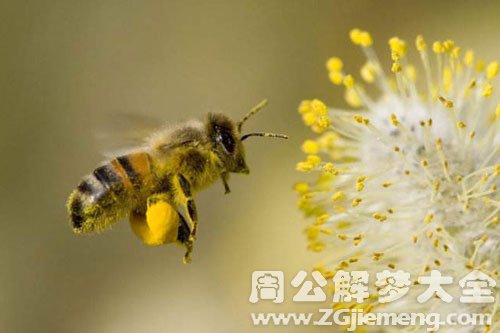 梦见一只蜜蜂是什么意思？