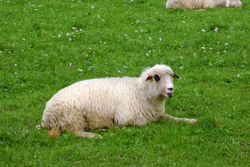 梦见爸爸宰羊卖羊去是什么意思？