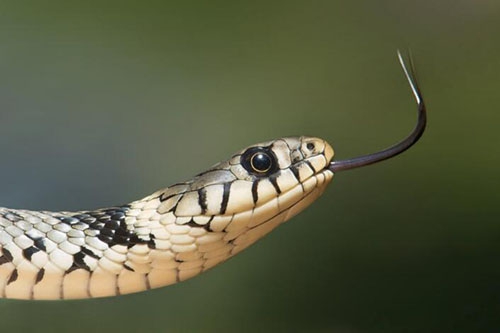 女人梦见花蛇是什么意思？