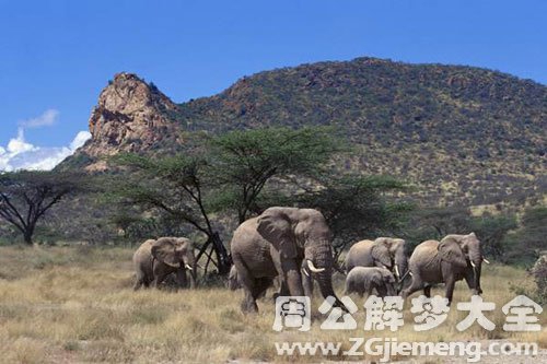 梦见大象群是什么意思？