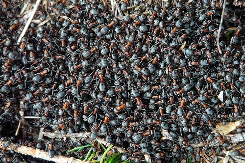 梦见黑色蚂蚁往身上爬是什么意思？