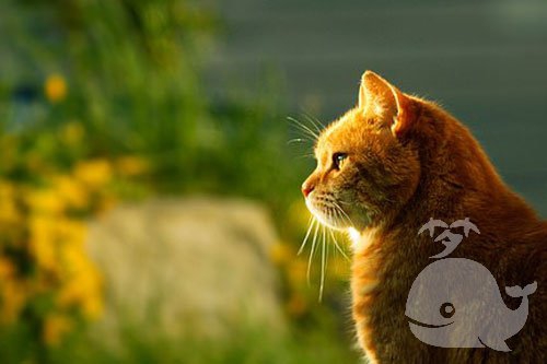 梦见给猫吃的东西是什么意思？